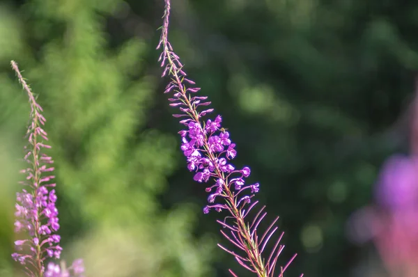 Floreciendo en las montañas chamaenerion angustifolium — Foto de Stock