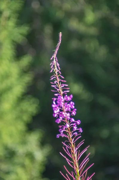 Floreciendo en las montañas chamaenerion angustifolium — Foto de Stock