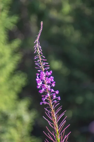 Floreciendo en las montañas chamaenerion angustifolium — Foto de Stock