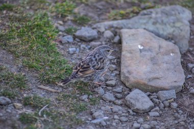 Küçük kuş sinekkapan yiyecek arıyor