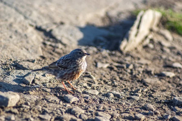 Kleiner Vogelfänger sucht Nahrung — Stockfoto