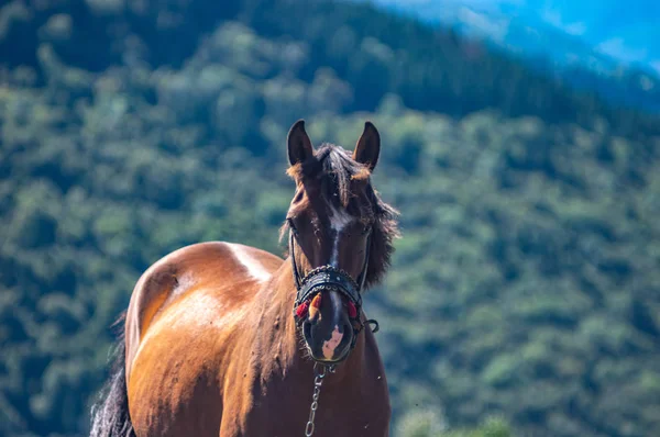 Caballo en las montañas en verano —  Fotos de Stock