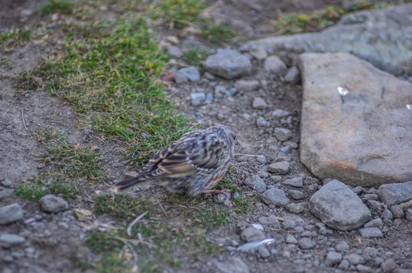 Petit oiseau attrape-mouches est à la recherche de nourriture — Photo