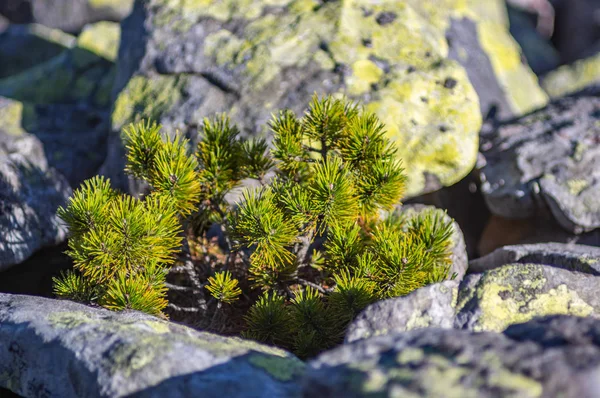 Pinheiro cresce entre as pedras — Fotografia de Stock