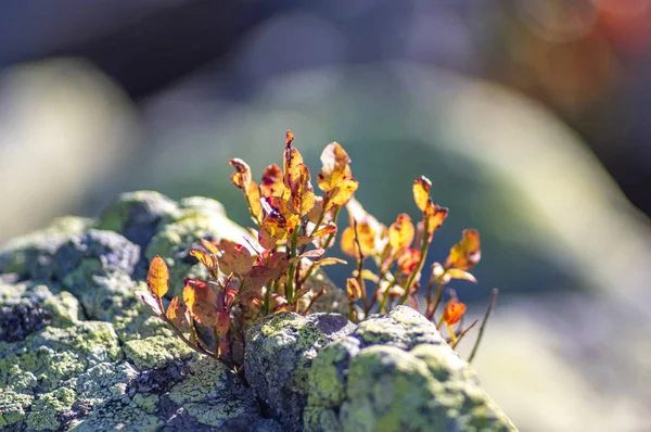 Arbusto de arándanos crece entre las piedras — Foto de Stock