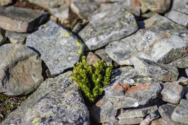 Pino crece entre las piedras — Foto de Stock