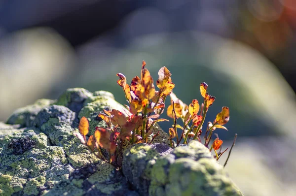 Arbusto de arándanos crece entre las piedras — Foto de Stock