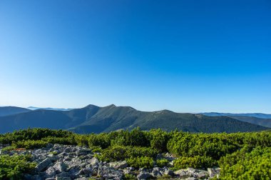 Yaz aylarında Rocky Dağları