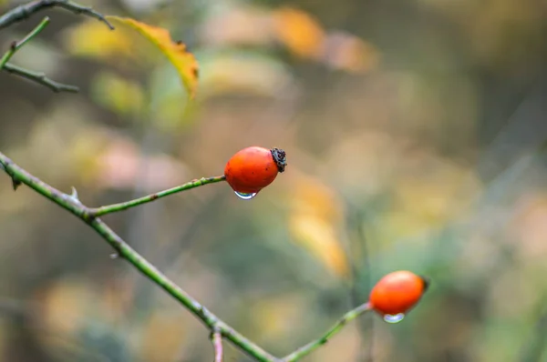 Rose hips on the bushes in autumn — Stock Photo, Image