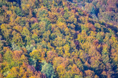 Öğleden sonra dağlarda renkli yaprak döken orman
