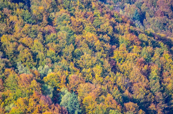 Floresta decídua colorida nas montanhas à tarde — Fotografia de Stock