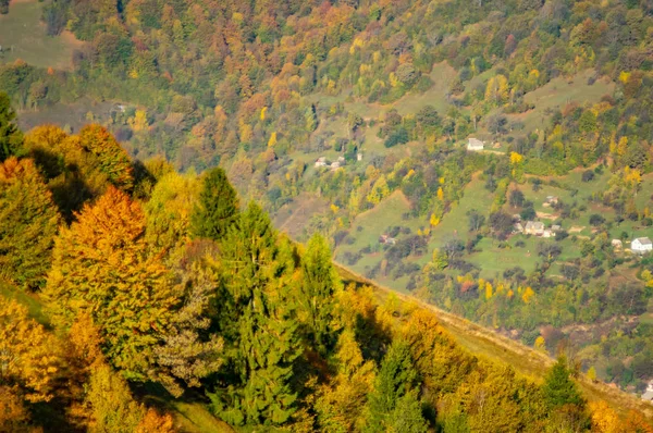 Foresta decidua colorata in montagna nel pomeriggio — Foto Stock