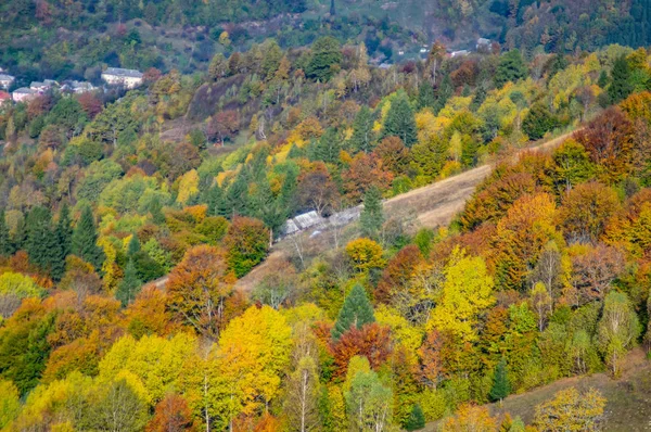 Foresta decidua colorata in montagna nel pomeriggio — Foto Stock