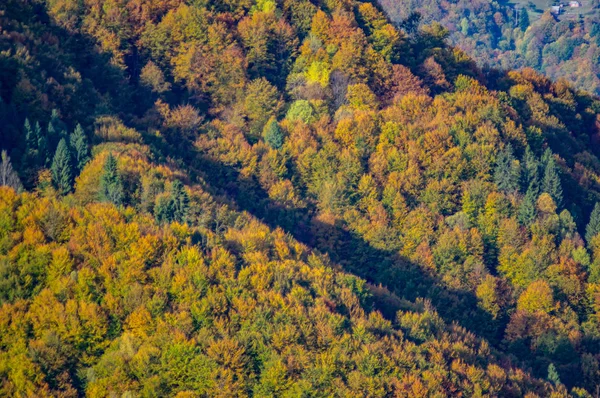 Floresta decídua colorida nas montanhas à tarde — Fotografia de Stock