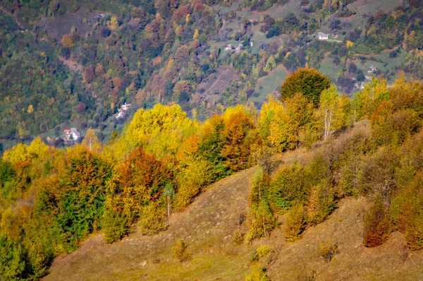 Gekleurd loofbos in de bergen in de middag — Stockfoto