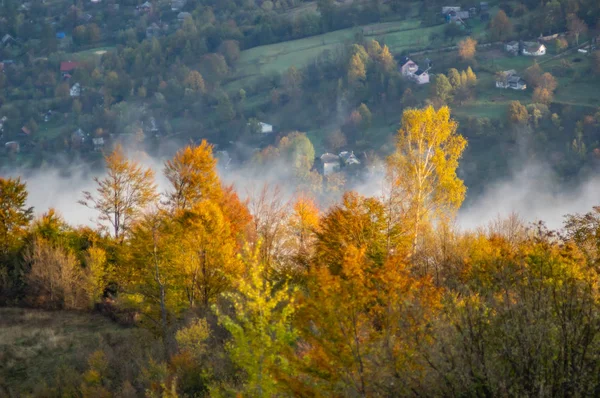 Žlutý podzimní les v horách — Stock fotografie