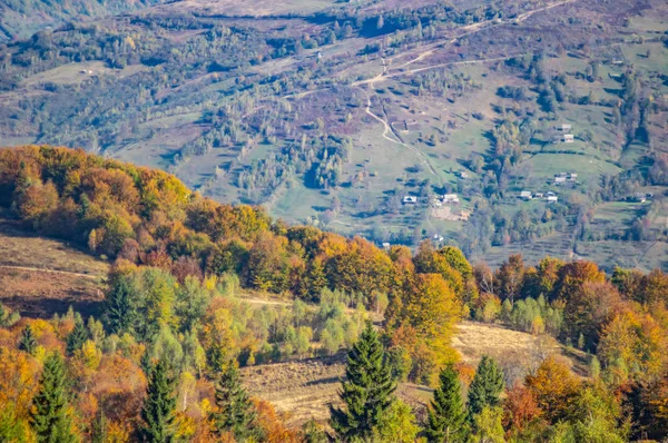 Yellow autumn forest in the mountains — Stock Photo, Image