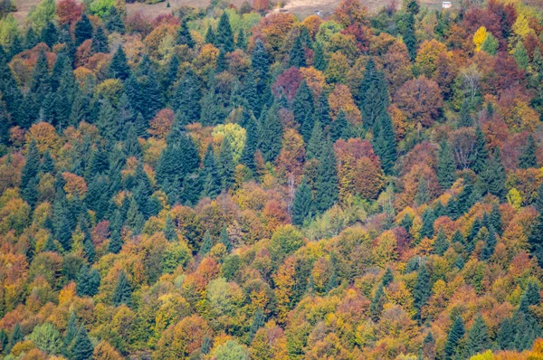 Floresta amarela de outono nas montanhas — Fotografia de Stock