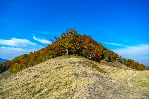 Dağlardaki sarı sonbahar ormanı — Stok fotoğraf