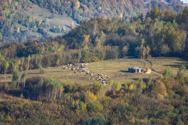 Gele herfstbos in de bergen — Stockfoto