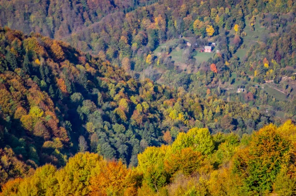 Giallo foresta autunnale in montagna — Foto Stock