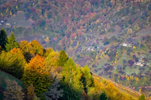 Žlutý podzimní les v horách — Stock fotografie