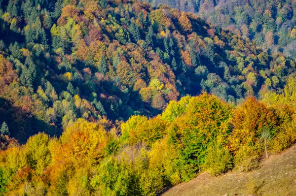 Dağlardaki bir tepede sonbahar ağaçları — Stok fotoğraf