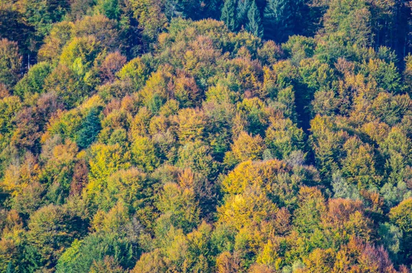 Árvores de outono em uma colina nas montanhas — Fotografia de Stock