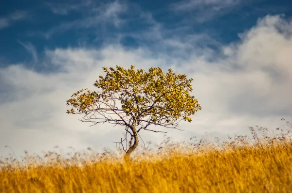 Дерево с жёлтой листвой осенью на фоне облаков — стоковое фото