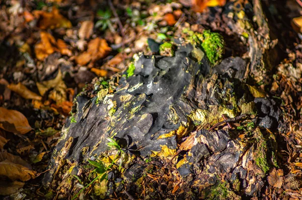 Tronco na floresta de outono — Fotografia de Stock