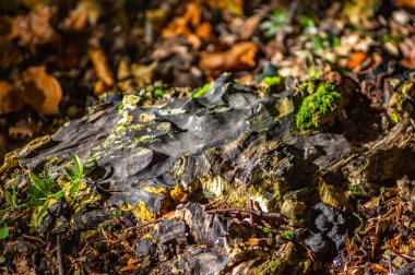 sonbahar ormanda güdük