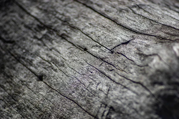 Fecho velho de madeira seca — Fotografia de Stock