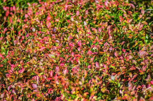 Mirtilli cespuglio colorato in autunno — Foto Stock