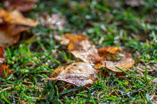 Hoja caída en rocío matutino — Foto de Stock