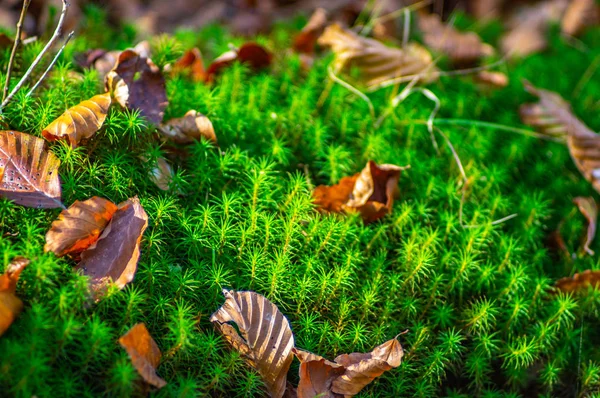 Moss na floresta de outono close-up — Fotografia de Stock
