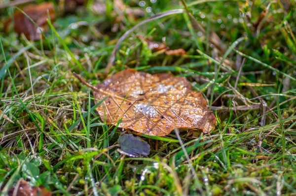 Folha caída no orvalho da manhã — Fotografia de Stock