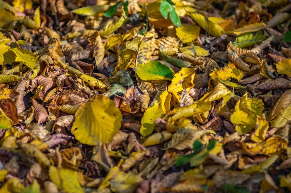 Падіння листя на дорозі — стокове фото