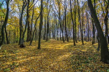 Sonbahar ormanlarında düşen yapraklar ve sararmış ağaçlar.