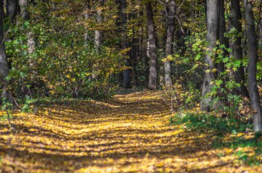 Sonbahar ormanlarında düşen yapraklar ve sararmış ağaçlar.