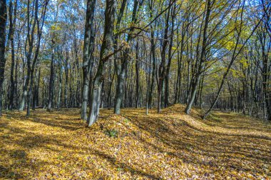 Sonbahar ormanlarında düşen yapraklar ve sararmış ağaçlar.