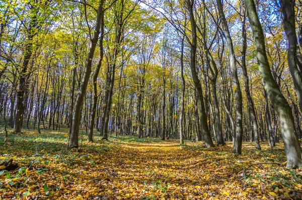 Carretera en follaje caído y árboles amarillentos en el bosque de otoño — Foto de Stock