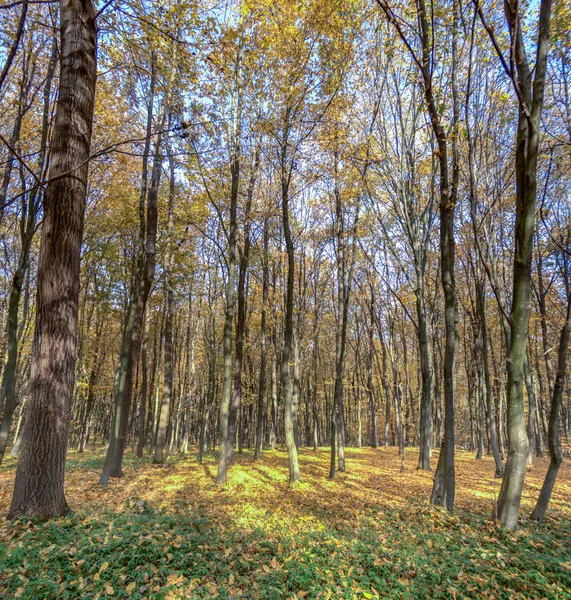 Camino de tierra en otoño día cubierto de hojas — Foto de Stock