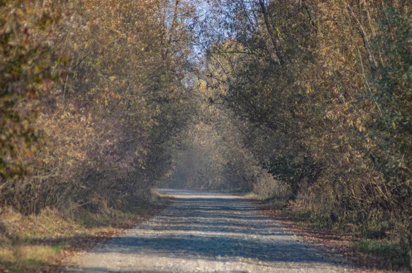 Smutsig väg på höstdagen täckt med löv — Stockfoto