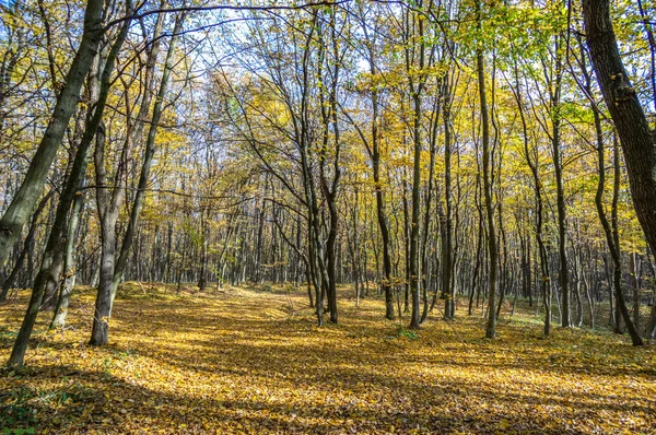 Carretera en follaje caído y árboles amarillentos en el bosque de otoño — Foto de Stock