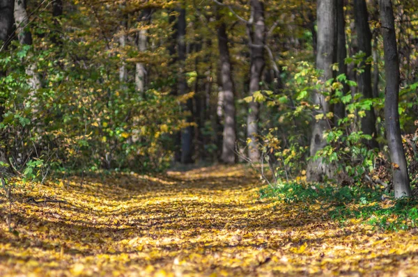 Carretera en follaje caído y árboles amarillentos en el bosque de otoño — Foto de Stock