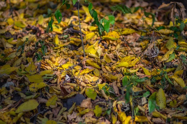 Folhas caídas na estrada — Fotografia de Stock