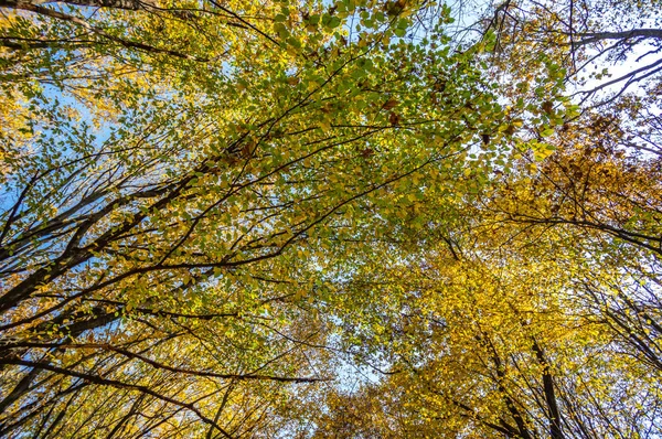 Carretera en follaje caído y árboles amarillentos en el bosque de otoño — Foto de Stock