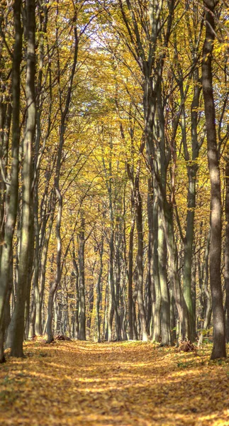 Dirt road in autumn day covered with leaves — Stock Photo, Image