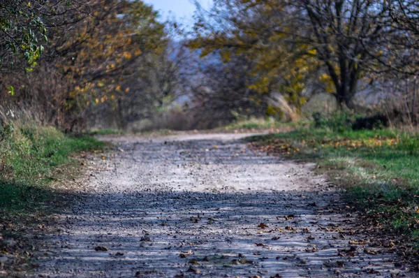 Dirt road in autumn day covered with leaves — Stock Photo, Image