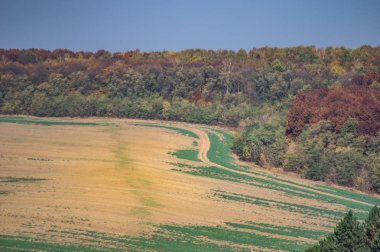 Sonbahar günü ekilen tarla